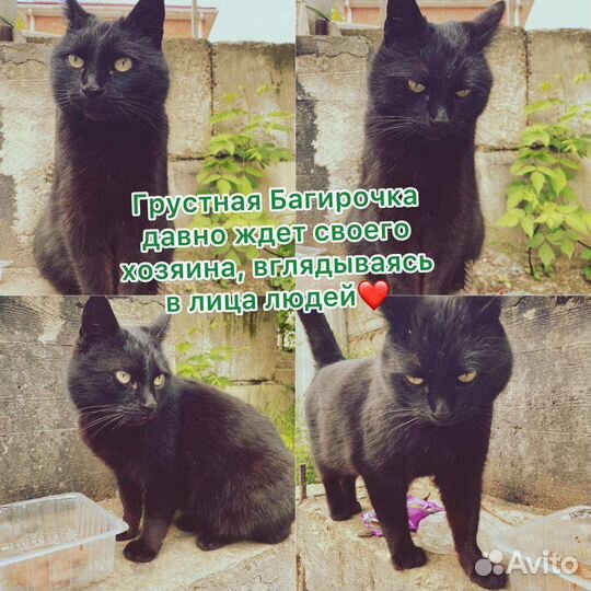 Кошка в дар бесплатно