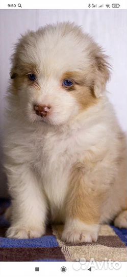 Щенки аусси (австралийская овчарка)