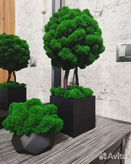 Дерево из стабилизированного мха в кашпо