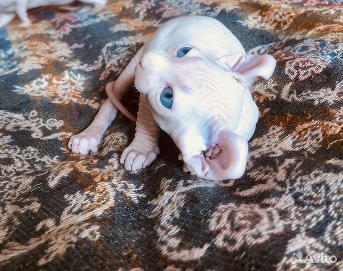 Канадский сфинкс