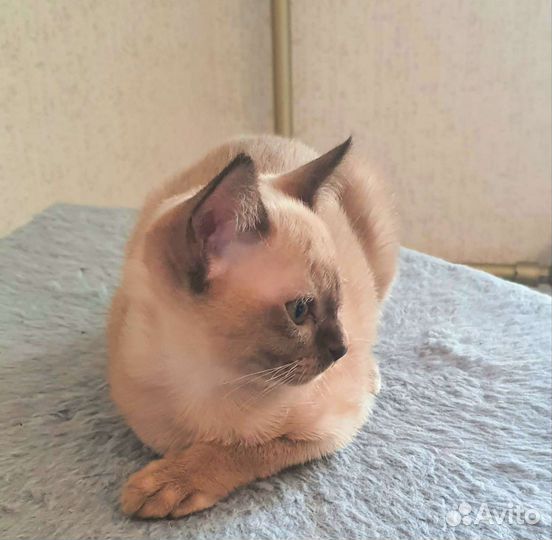 Бурма породистая Шампань. с Сильной родословной