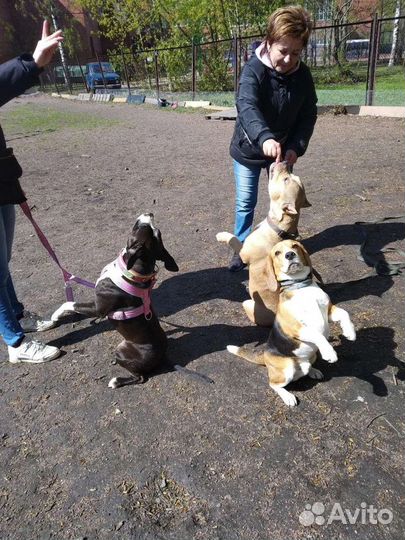 Кинолог, инструктор по дрессировке