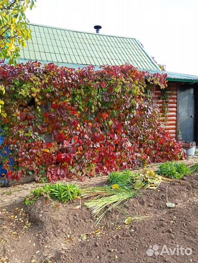 Саженцы девичий виноград