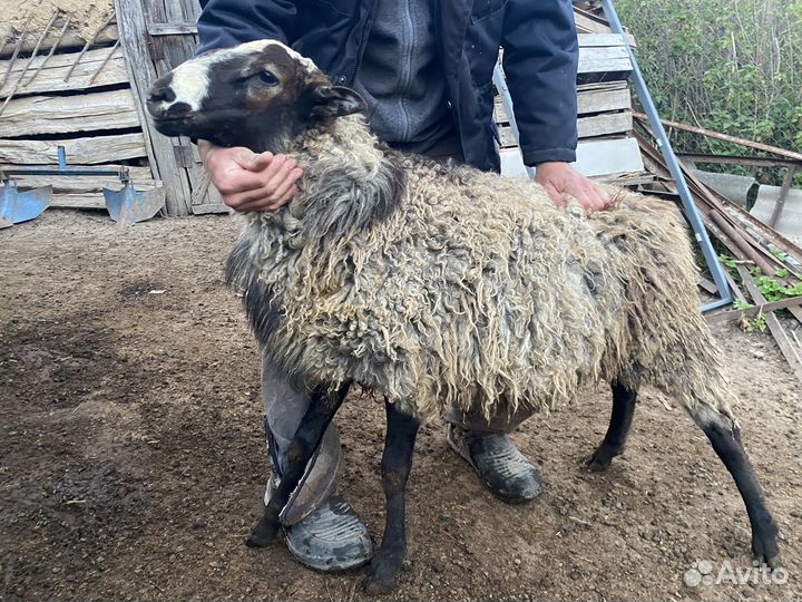 Овцы бараны Романовские