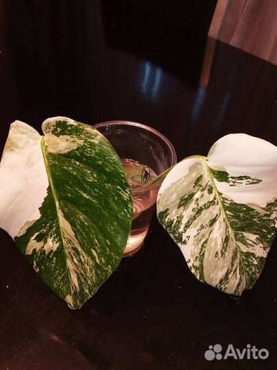 Эпипремнумы (сциндапсусы) разные