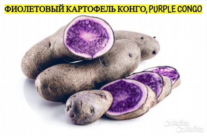 Редкие сорта, семенной картофель
