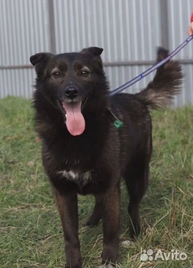 Стрелка в добрые руки