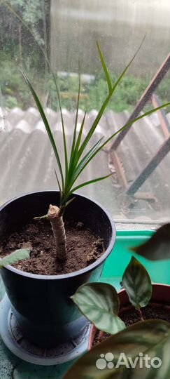 Домашние цветы