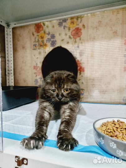 Кошка, котик, котёнок