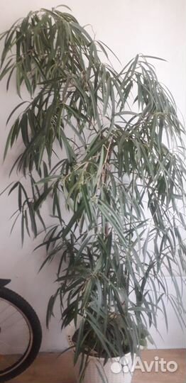 Фикус узколистный