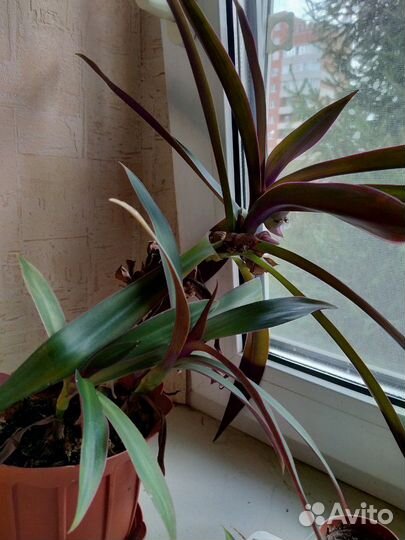 Кордилина красная