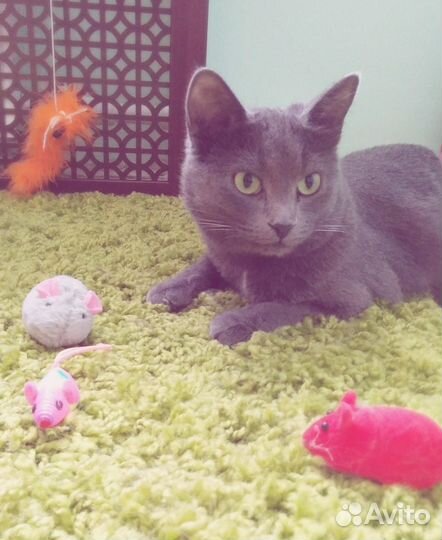 Передержка для кошек - гостиница 