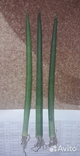 Комнатные Цветы Обмен