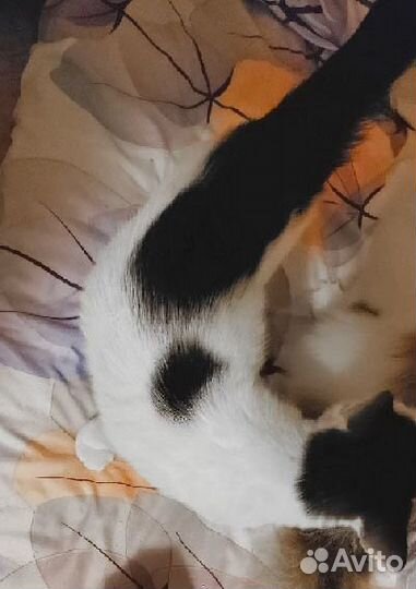 Котик (хороший)