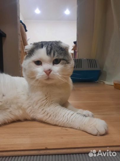 Вислоухий кот