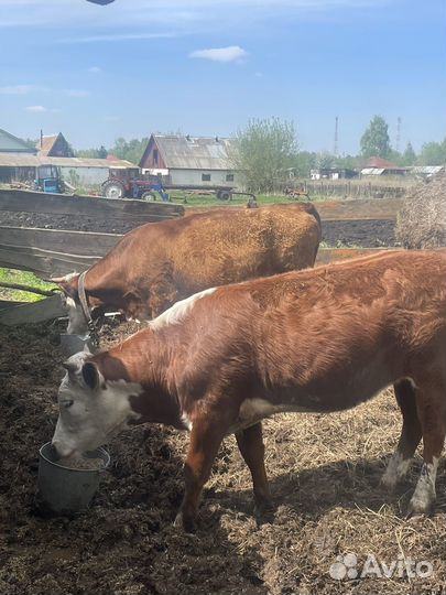 Корова стельная