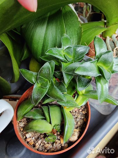 Крассула Спрингтайм