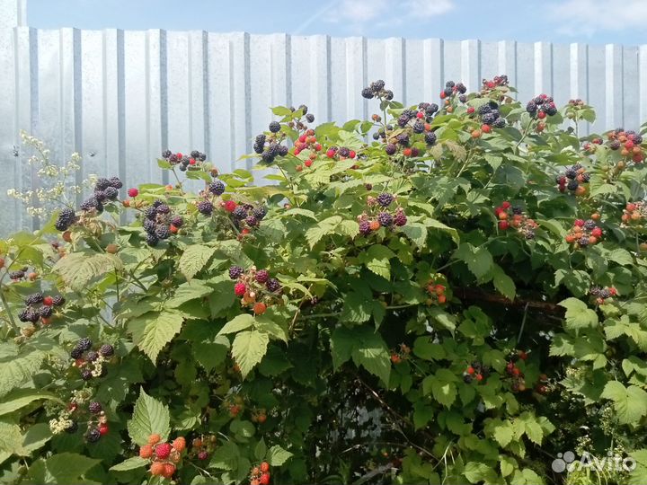 Малина кумберленд саженцы
