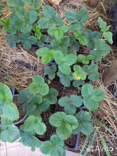 Земклуника