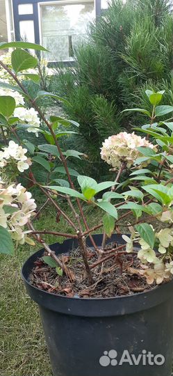 Продам гортензию