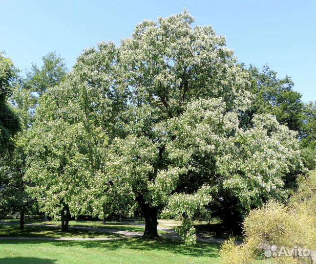 Говения сладкая/Конфетное дерево Саженцы