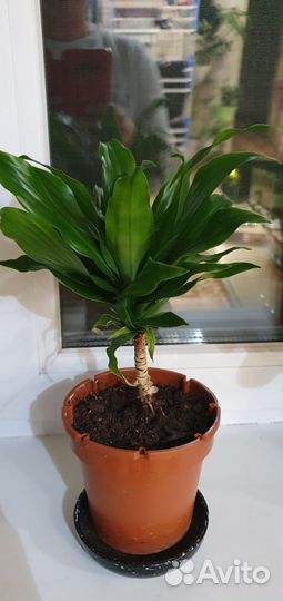 Замиокулькас