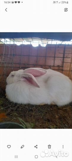 Кролики мясной породы