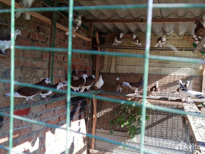 Продажа бакинских голубей