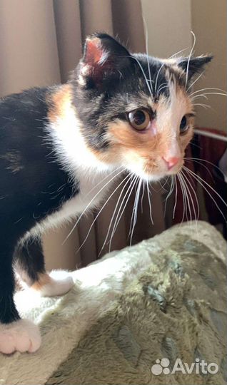 Девочка в добрые руки