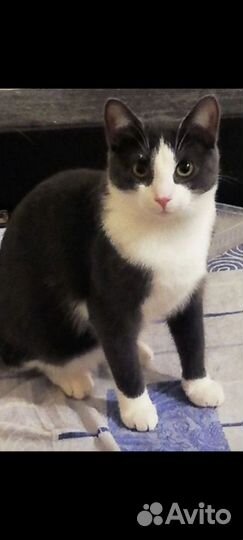 Котик Юник 1 год