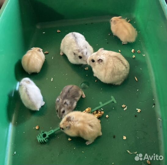 Джунгарские хомячки малыши