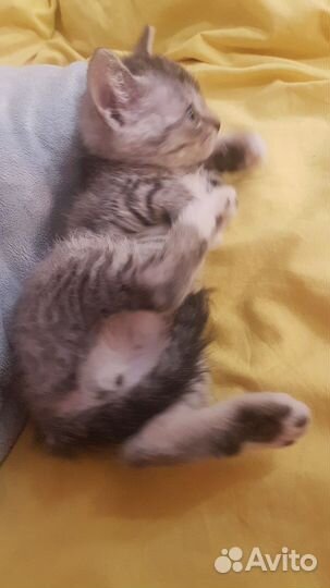 Домашние животные котята