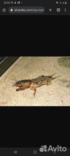 Медведка (капустница)