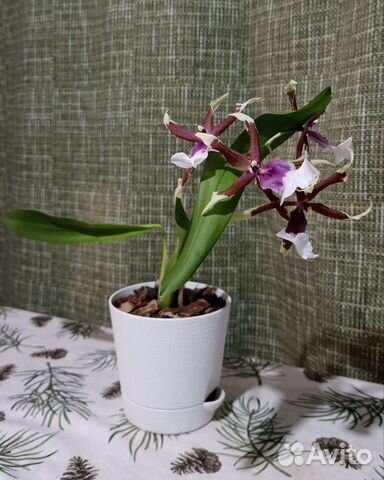 Орхидея камбрия