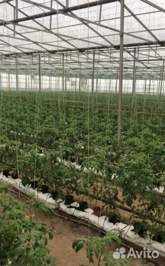 Сдаетсяв аренду теплица