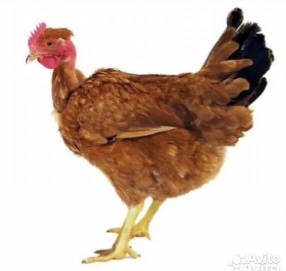 Суточные цыплята цветной бройлер