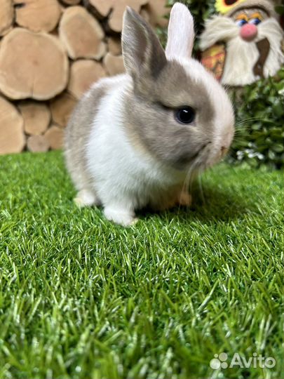 Самый большой выбор карликовых кроликов