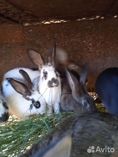Продаются кролики