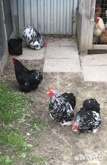 Петухи кохинхин