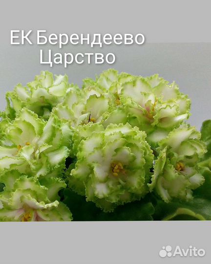 Часть, 2. Фиалки (Стандарт/Мини)