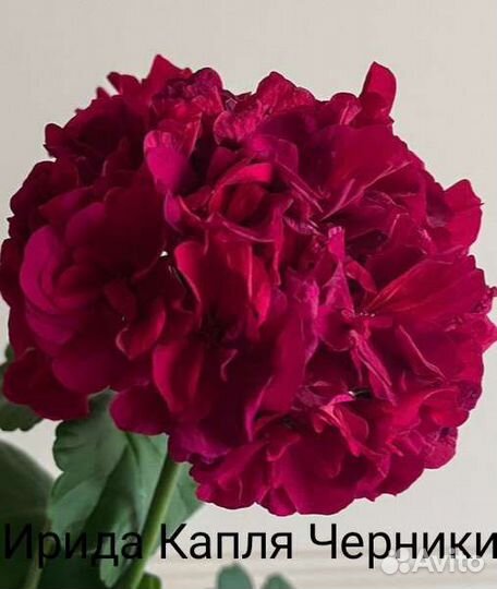 Сортовые пеларгонии