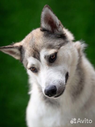 Шикарный барон ищет дом. Сибирский хаски метис