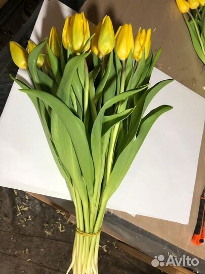 Тюльпаны к 8 марта опт розница брянск