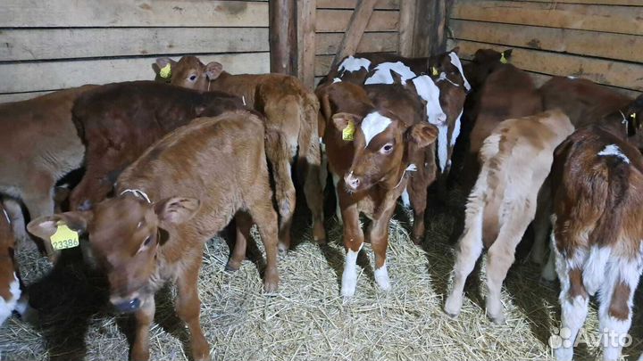 Телята бычки с доставкой
