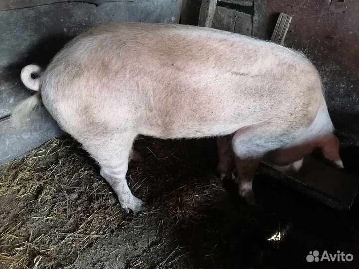 Продам борова