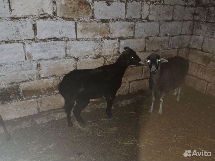 Овцы на мясо