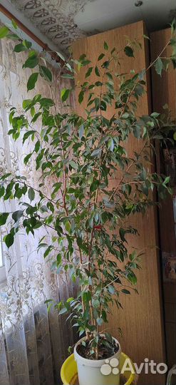 Фикус бенджамина большой