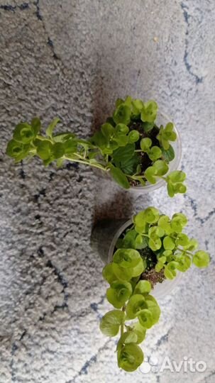 Вербейник монетчатый