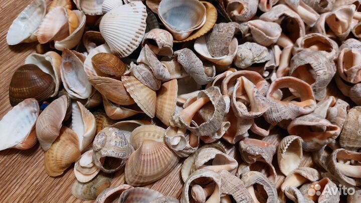 Морские ракушки пакетом