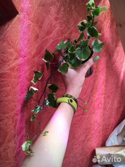 Комнатные растения